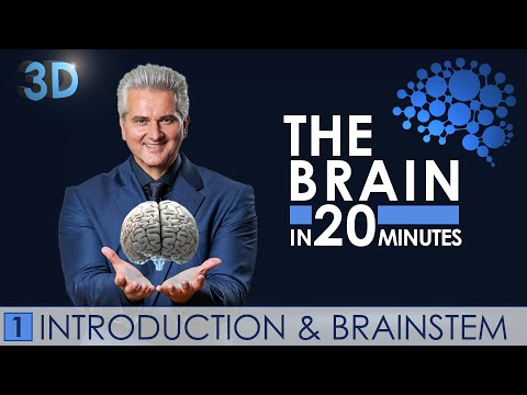  New Update 3D - The Brain in 20 minutes - 01 │ Introduction \u0026 Brainstem │ Dr. Dr. Damir del Monte │ Encephalon