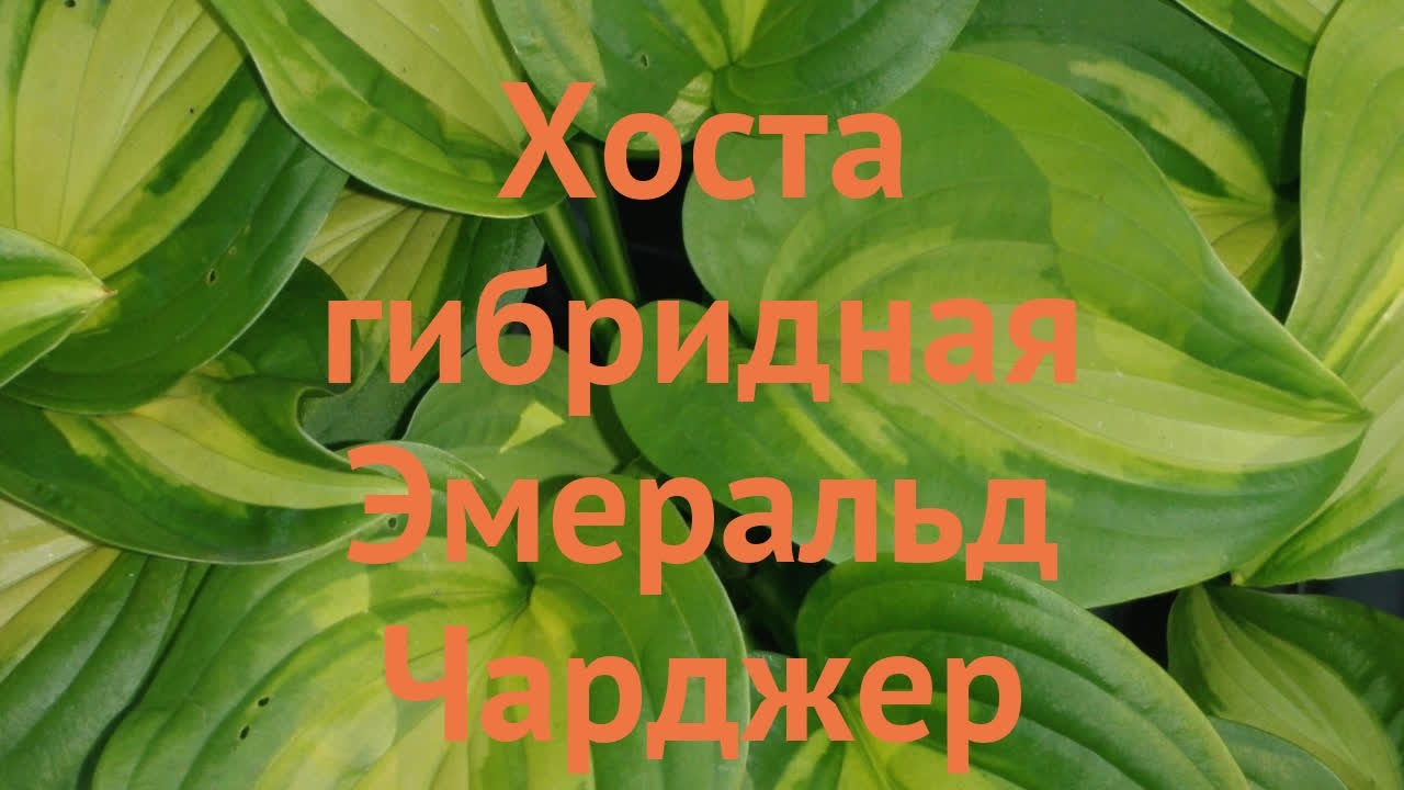 Хоста гибридная Эмеральд Чарджер (hosta) 🌿 обзор: как сажать, саженцы ...