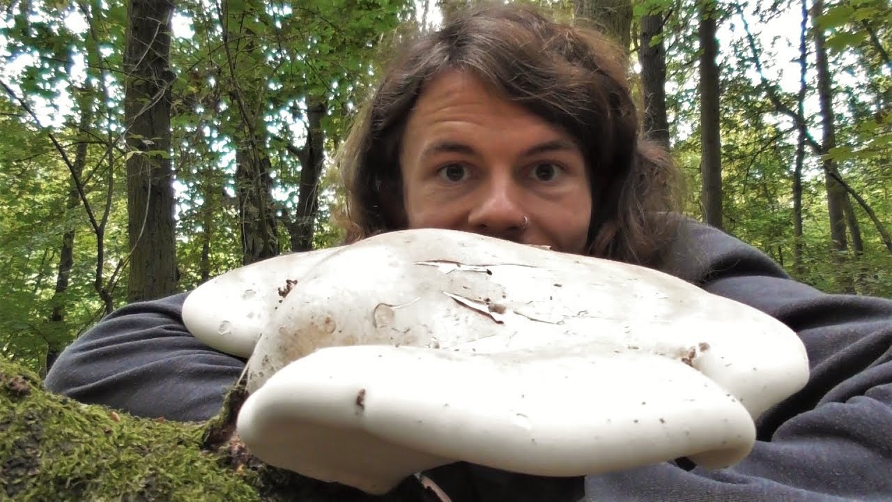 Birkenporling (Fomitopsis betulina) - Standort, Merkmale, Inhaltsstoffe, Verwendung