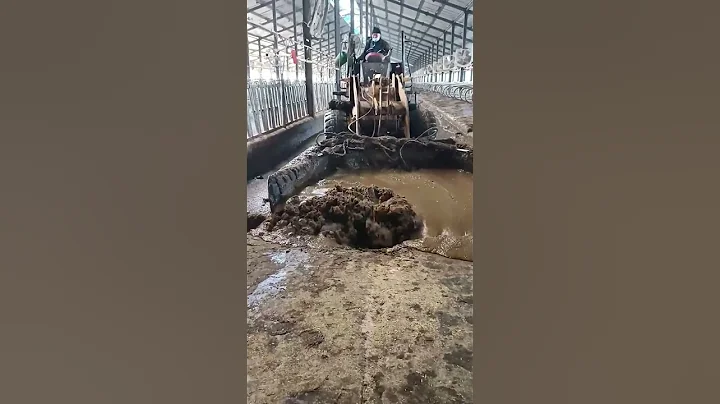 Collection process of manure in livestock farms to obtain biogas