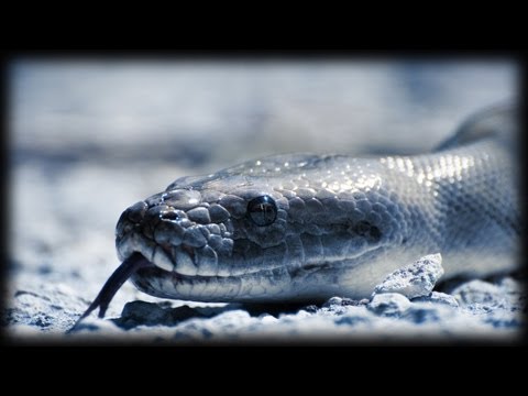 Python kills two Mice 03 - Full Feeding Sequence