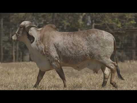 LOTE 05 BETIZA RCDV 30