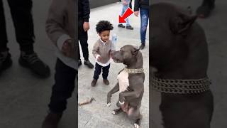 Pitbula Şişeyle Defalarca Vurdu. Sonunda Böyle Olacağı Belliydi