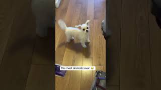 Download Lagu Anyone else’s dog this dramatic??? 😂 #dog #dogs #puppy #puppies #dogshorts @olivertwistdoggy MP3 Download Lagu Anyone else’s dog this dramatic??? 😂 #dog #dogs #puppy #puppies #dogshorts @olivertwistdoggy MP3