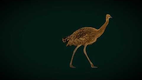 Bengal Florican Bird  Endangered 3D Model