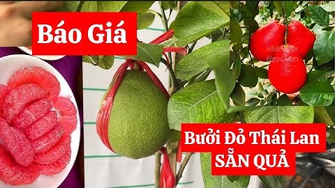 Báo Giá Bưởi Đỏ Thái Lan SẴN QUẢ Và Giới Thiệu Cây Cảnh, Cây Ăn Quả Khác Tại Vườn ☎️0921.826.862