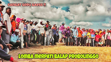 Lomba Merpati Balap Probolinggo || Part 1
