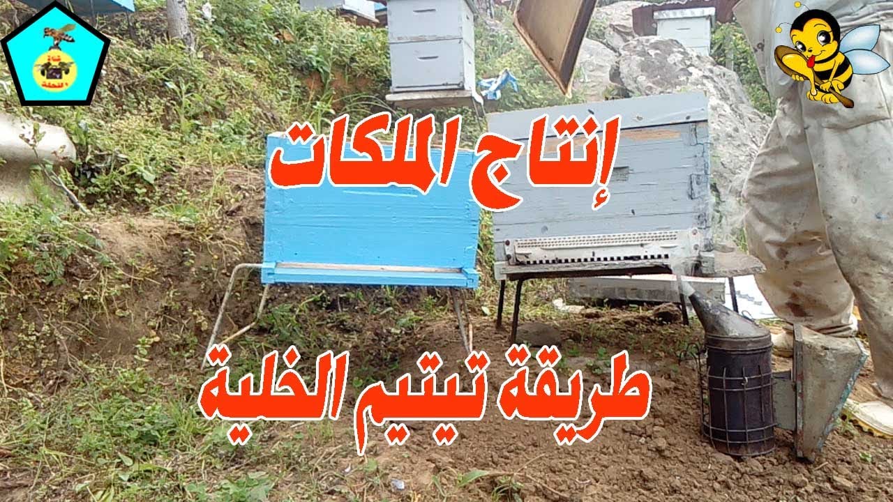 دورة لإنتاج الملكات وطريقة تيتيم الخلية  (الخطوة الثالثة)