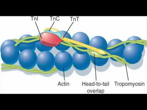 Video: Onderzoek Naar Het Potentieel Van Het Bloedplaatjesmembraan-proteoom Als Een Bron Van Perifere Biomarkers Voor De Ziekte Van Alzheimer