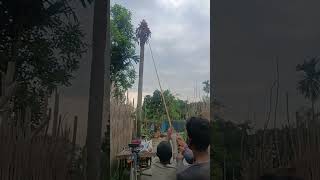 তালগাছ থেকে রশি দিয়ে নামাছে