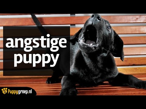 Angstige Puppy van 9 Weken - Puppy Opvoeden Vragenuurtje van Puppygroep.nl 🐕🐾🐶