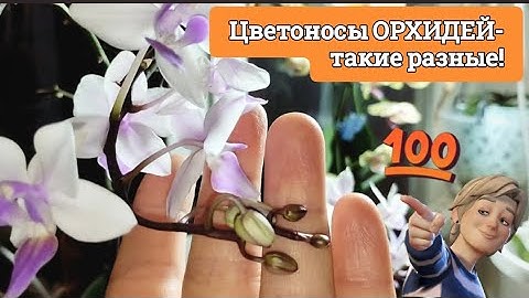Вот как поступаю с орхидеей которая отцвела/ Что делать, чтобы продлить цветение?