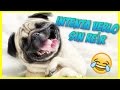 Animales Graciosos 2016 | Vídeos que dan risa | Fails de Animales