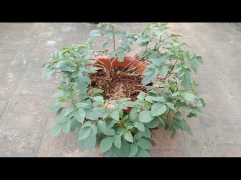 Video: Nhu Cầu Phân Bón Dahlia - Thông Tin Về Cách Bón Phân Cho Dahlias