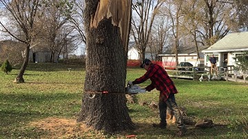 Cutting a large tree with my Stihl MS661