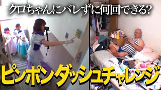 【豆柴の大群】ピンポンダッシュチャレンジ!!