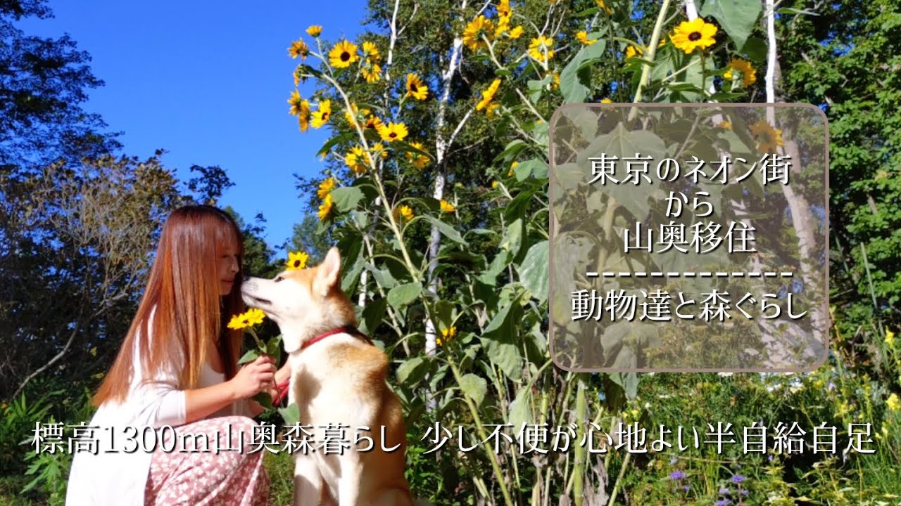 標高1300m山奥森暮らし 少し不便が心地よい半自給自足の生活