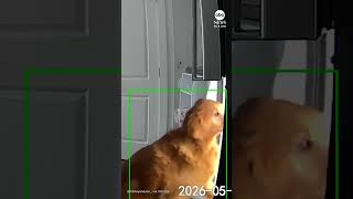 Golden retriever helps himself to snacks from fridge