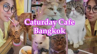 Cat Cafe Bangkok  #catcafe #cats #catvideos #catcoffeeshop