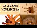 La araña violinista o Loxosceles reclusa: Loxoscelismo y Veneno