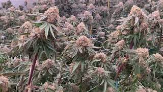 The product from five years ago still has strong power. This is the brand value of SupremeGrowlight