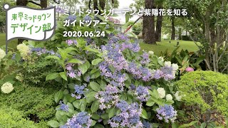 【東京ミッドタウン・デザイン部 ONLINE】ミッドタウンガーデンと紫陽花を知るガイドツアー(2020.06.30公開)