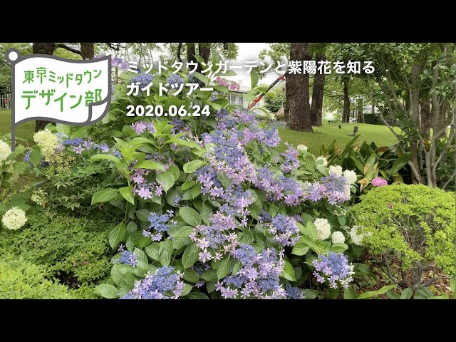 東京ミッドタウン デザイン部 Online ミッドタウンガーデンと紫陽花を知るガイドツアー 06 30公開 Youtube