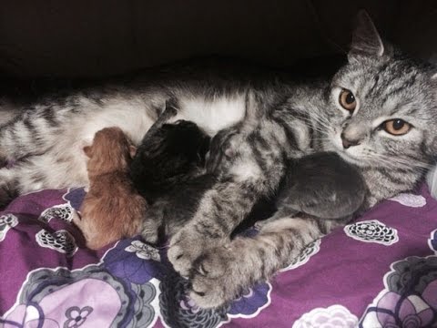 маленькие вислоухие котята фото онлайн маленькие вислоухие котята фото