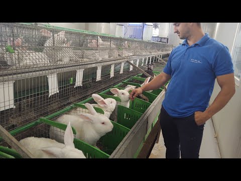 Video: Ferma Familiei Thogersen Reamintește Mâncarea Crudă Congelată Pentru Animale De Companie (iepure; Rață; Lama; Carne De Porc) Din Cauza Riscului Potențial Pentru Sănătate Al Listeri