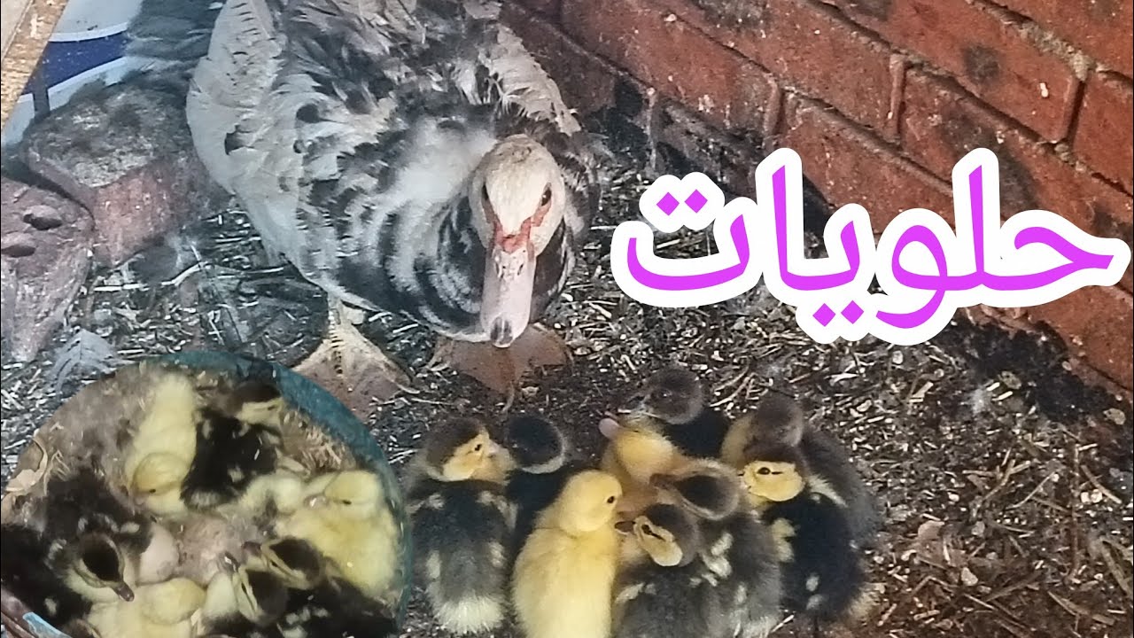 ونرجع نحتار من تاني 😅🙃 تعالوا شوفوا البط وعمايله 😅 البطة مش عاوزه تعقل خالص