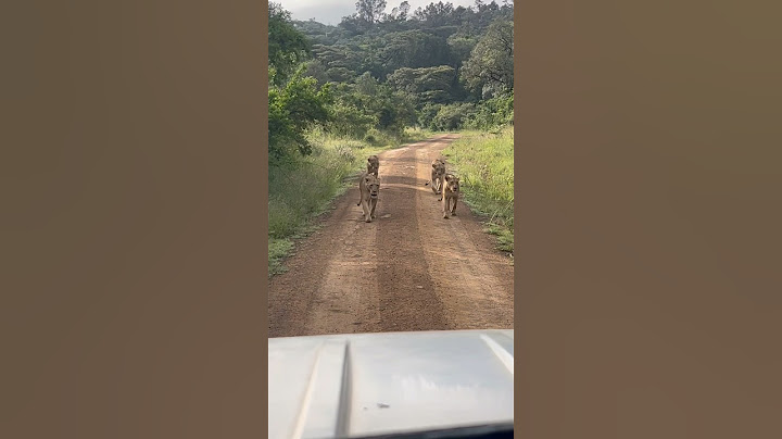 Kenya has the best safari parks! 🇰🇪 #lions #nairobi