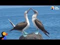 Blue-Footed Boobies Mating Dance is the Best Thing Ever | The Dodo