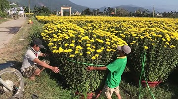 Hoa Cúc Đại Đóa Tết 2020 Ninh Giang Khánh Hòa D 1M 80 60 40 Khu A Hàng Xuất Miền Nam