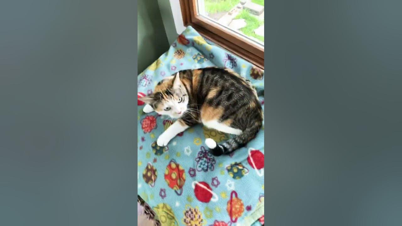 My cat does not like me youtube