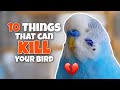 These 10 things can kill your bird