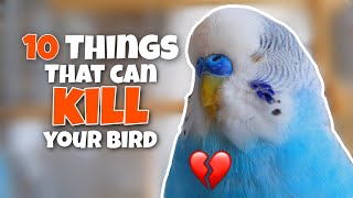 These 10 Things Can KILL Your Bird