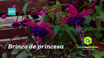 Quais os cuidados com a flor brinco de princesa?