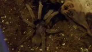 Ornithoctonus Aureotibialis Breeding