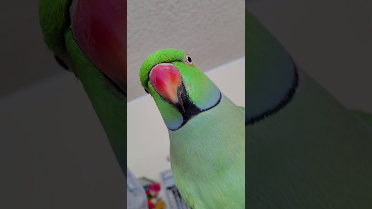 Indian Ringneck Parrot talking (Kiwi) YouTube
