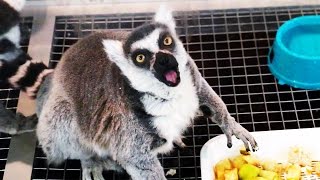 Смешной кошачий лемур. Кольцехвостый лемур Смешной кошачий лемур. Кольцехвостый лемур