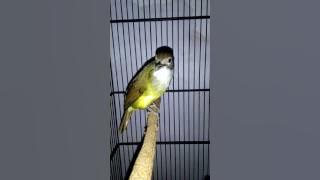 Cucak Jenggot  CJF team