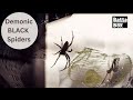 WARNING! Watch before you Kill Spiders cobwebs