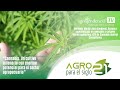 Cannabis | Cultivo milenario con enorme potencial | Agro para el siglo 21