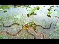 Amazing Unique DIY Eel Fish Trap Make From Watermelon With Bamboo Wood