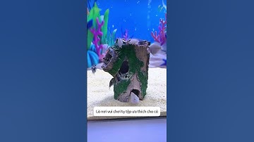 Mô hình thân cây rỗng làm nhà trú ẩn và trang trí cho bể cá #aquatic #shorts
