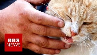 The cat man of Aleppo - BBC News