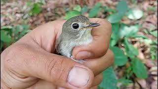 ciri ciri burung sikatan bubik#burungkicaumania