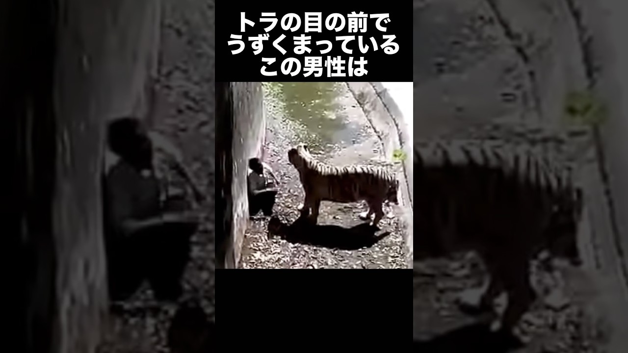 インド人男性が動物園のトラに喰われた事件　　　　　　　　　　　　　#事件解説 #事故 #動物園 #トラ
