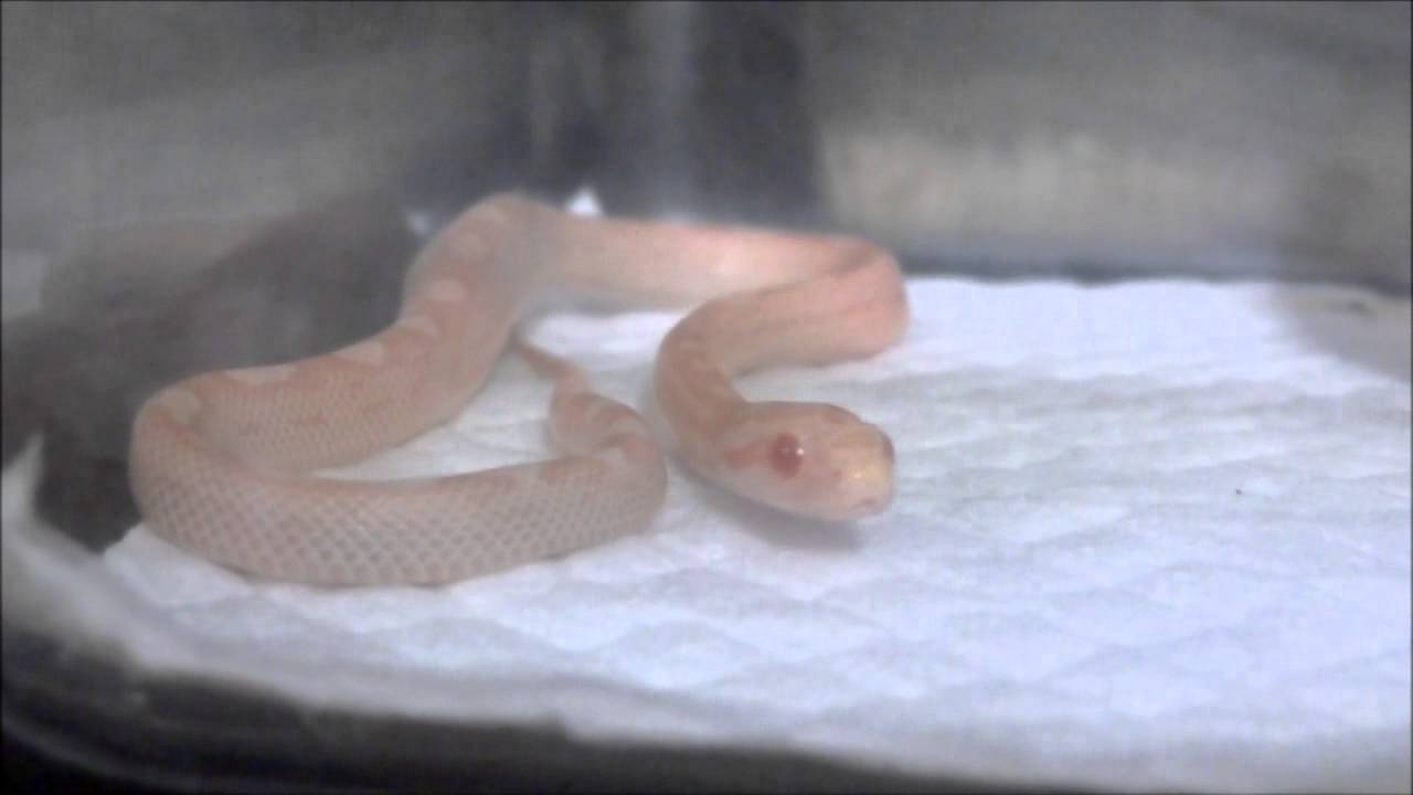 赤ちゃんコーンスネークの顎直し Baby Corn Snake Yawn Youtube