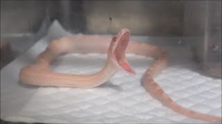 赤ちゃんコーンスネークの顎直し Baby Corn Snake Yawn